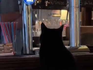 猫がバーのカウンターに座っていた。マスターいつもの！ → 猫は常連のようです…