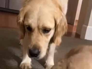 子犬を産んだ母犬さん。この子は私が見てるから休んでおいで♪ → 同居猫はこうします…