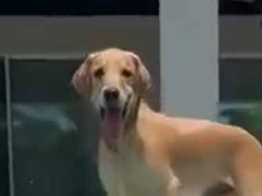 犬がプールサイドにいた。飼い主はプールの中から「待て」と言う → 少し考えて犬はこうした…