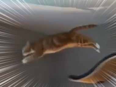 【ネコ】 犬が急に家の中を走り回る行動をズーミーという。びゅ～ん！ → 猫だってこうなります…