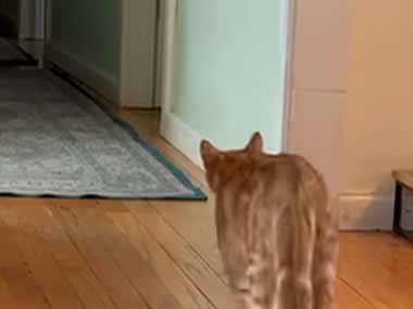 ネコが隣の部屋へ向かった。廊下が暗いよ！ → いつも猫は自分でこうします…