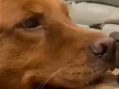 ２匹のイヌが何かを咥えていた。負けないぞぉ！ → 静かな「たたかい」はこちらです…