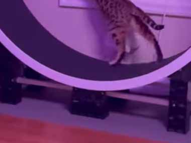 ネコ用の「回し車」を窓辺に置いていた。マルチタスク！ → 猫はこうなります…