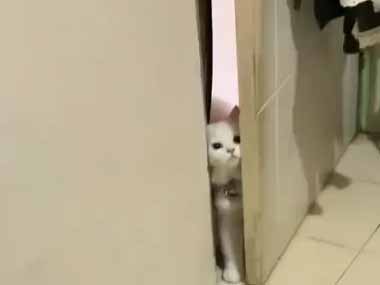 猫がドアの隙間から顔を出していた。入ってもいいですか？ → 猫、ちょっぴり慎重です…