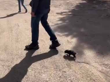 小さな動物がパパの後を追いかける。少しずつトゲトゲに♪ → 成長するヤマアラシはこんな感じ…