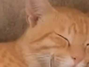 ネコがお昼寝していた。ちょっとイタズラしてみる → 野生をすっかり忘れてた猫たちはこちらです…