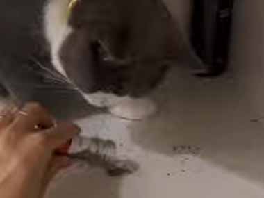 うちの猫にキャットニップをあげてみた。だ、大丈夫？ → こうなった…