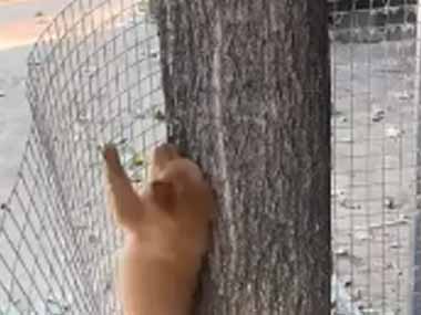 子イヌが木とフェンスの間にいた。脱走ルートを発見だワン♪ → こうなっちゃう…