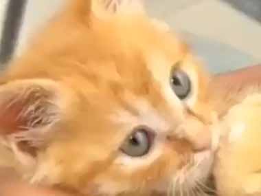 子ネコが膝の上にいた。ヌイグルミをひしっ！→ 小さな毛玉、小さなテディを離しません…
