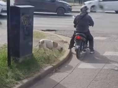 【犬】 バイクが赤信号で止まっていた。そこに犬が近づいた → こうなった…