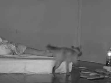 深夜にネコが私の寝室にやってきた。ほらよ♪ → 寝ている私にお土産をくれました…