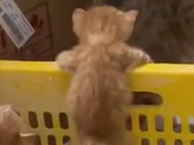 子ネコたちがカゴの中にいた。１匹が脱走しようとする → 母猫はこうします…