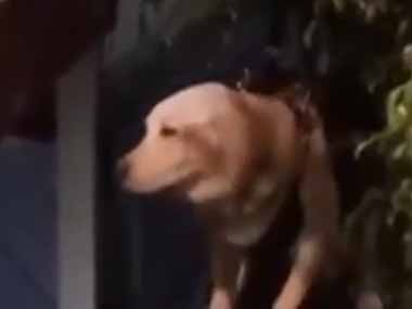 その老犬は階段を上るのが難しかった。ベランダからウィイィ～ン♪ → このお宅ではこうします…