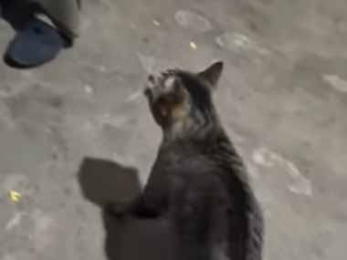 【ネコ】 おばあちゃんが赤ちゃんを可愛がっていた。うちのことを構ってよ！ → 猫はこうなる…