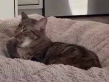１匹の猫がベッドでくつろいでいた。まったり毛づくろい中♪ → すると…