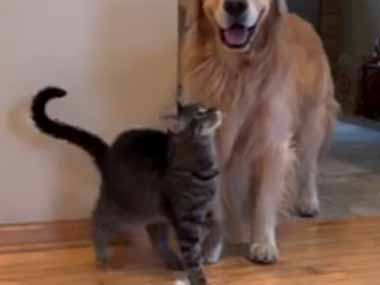 うちのネコは同居犬のことが大好き。これはもう恋ですね → いつも犬にこうします…