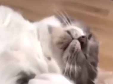 うちのネコが昼寝をしていた。休日に仕事の夢を見た私ですか？ → 猫はこうなる…