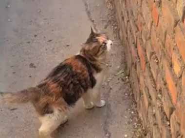 ネコの目の前には高い塀があった。向こう側へ行きたい！ → 猫、ボルダリングです…