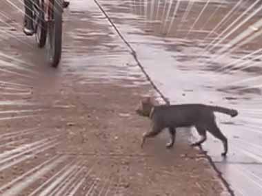【ネコ】 自転車がこっちに走ってくる。その目の前を猫が横切った。ひかれちゃうよ！ → 結果…