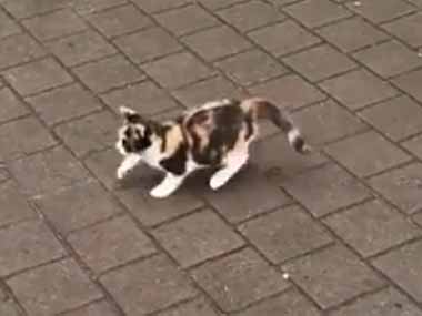 子ネコが歩道に飛び出した。ハトを狙って追いかける。こにょ～！ → 可愛い修行中の姿はこちらです…