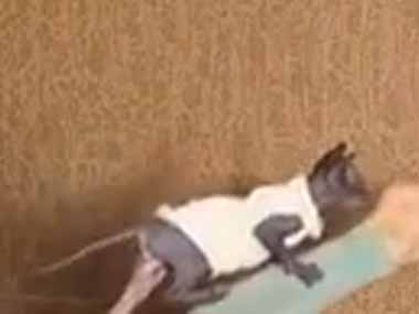 お姉さんがヨガをしていた。ぴったり付きっきり♪ → 指導する先生はこちらです…