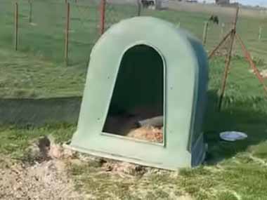 うちのネコが鶏小屋から出てこない。お母さんに頼まれちゃった → 猫は中でこんな様子です…