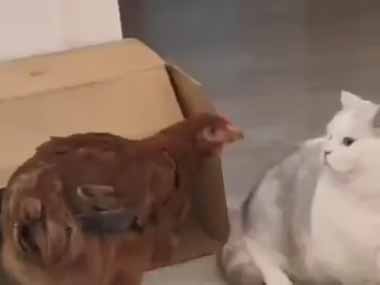 猫にニワトリが近づいた。やろうってのか？ こにょやろう！ → 猫、たたかいます…