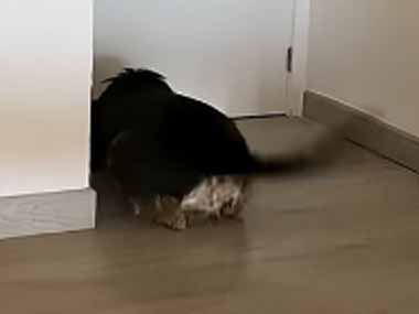 【イヌ】 部屋の外で物音がする。何の音だワン？ → ドアの前で犬はこうなった…