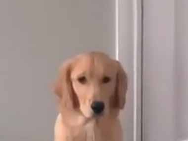 ネコは好きなスタイルでくつろぐ。ボクたちも自由だよ！ → 犬たち、こんなポーズです…