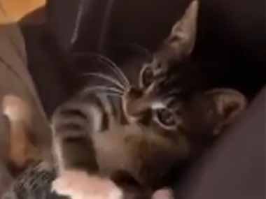 うちの子ネコが膝の上にいた。私が手をパチパチ叩いてみる → 可愛い子猫はこうします…