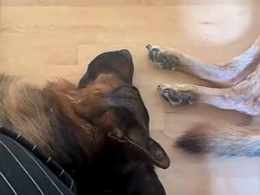 ２匹イヌが床で寝ていた。あ、あの… → １匹の犬はもう1匹にこうしちゃう…