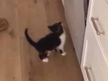 我が家に新しい食洗器がやってきた。パパが色々といじっている → 気になる子猫はこうなります…