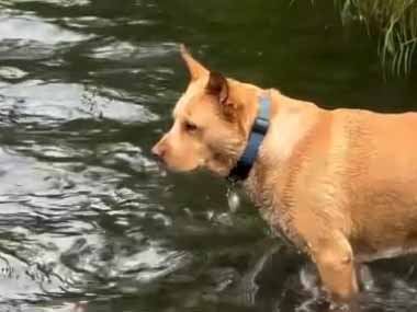 １匹のイヌが川の中にいた。じっと動かない。涼んでいるのかな？ → クマでした…