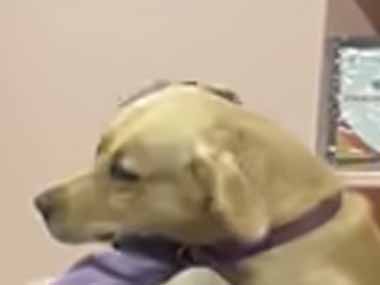 イヌはずっと待っていた。１ヶ月ぶりに大好きな飼い主が帰ってきた！ → 犬はこうなった…