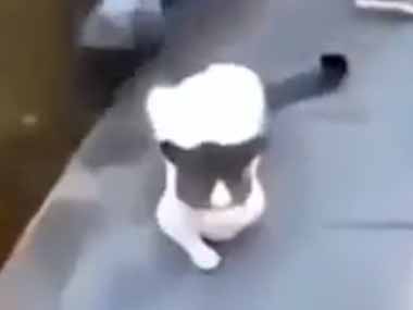 道端にいたネコを抱き上げて運ぶ。連れて行かないでよ～！ → 隣にいたアヒルは親友のようです…