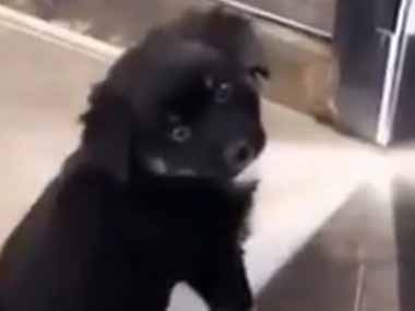 子イヌが玄関ドアの隙間で鳴いていた。ここからお外に出られないよぉ！ → 子犬、ちょっと勘違いです…