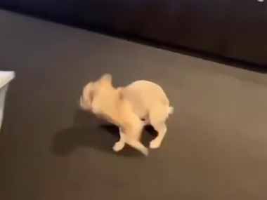 うちの会社にはイヌがいる。だだだだだ！ → 会議室でこうなります…