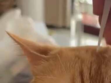 うちのネコは撫でられるのが好き。頭をフロスの先でカキカキしてみる → 猫の首はこうなります…