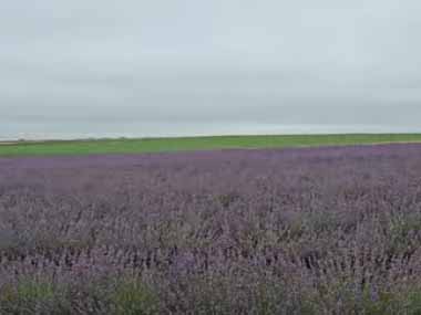 【ネコ】 美しく広がるラベンダー畑。ぴょん ぴょん ぴょん♪ → ウサギのような猫たちはこちらです…