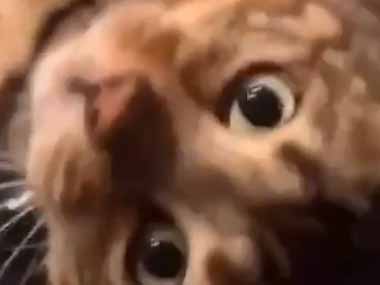 ネコ飼いが振動マシンを買った。こりゃたまらん♪ → 今では猫の方がハマっています…