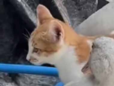 【猫】 アヒルたちがくっついていた。一緒に寝たいの？邪魔しているの？ → 猫、ちょっと怒られる…