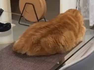 猫がテーブルの上で寝ていた。どうやって息をしているの？ → 猫の顔はこんなんです…