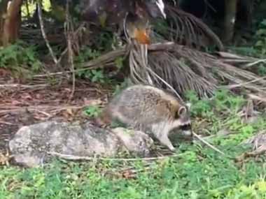 １匹のアライグマが道端にいた。食べ物を少しだけあげてみた → ファッ！？…