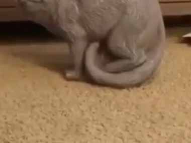 呼ばれたネコが部屋に入ってきた。何か用ですか？ そこには猫の置物があった → 気づいた猫はこうなった…