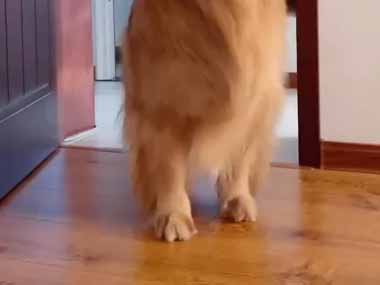 犬がオモチャを咥えてやってきた。遊んでほしいの？嬉しいの？ → 犬、しあわせダンスです…