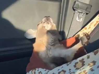 モフモフが車の中で寝ていた。ジャカジャカジャ～ン！ → 見事なエアギターはこちらです…