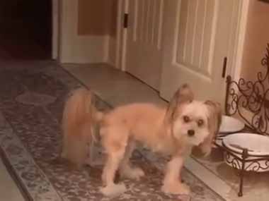 うちには２匹の犬がいる。１匹は後ろ足が１本なかった → でも元気で世界最速です…