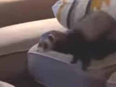 小さな毛玉がソファの上にいた。テーブルへ飛び移る。くにゃ♪ → こうなっちゃう…