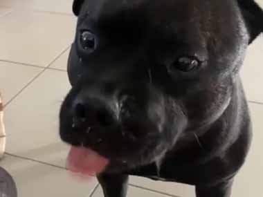 うちの犬にオヤツをあげてみた。ピーナツバターをペロペロ♪ → こうなっちゃう…