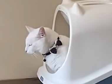 うちの猫がトイレで用を足す。ちょっと臭かったのかな？ → こうなった…